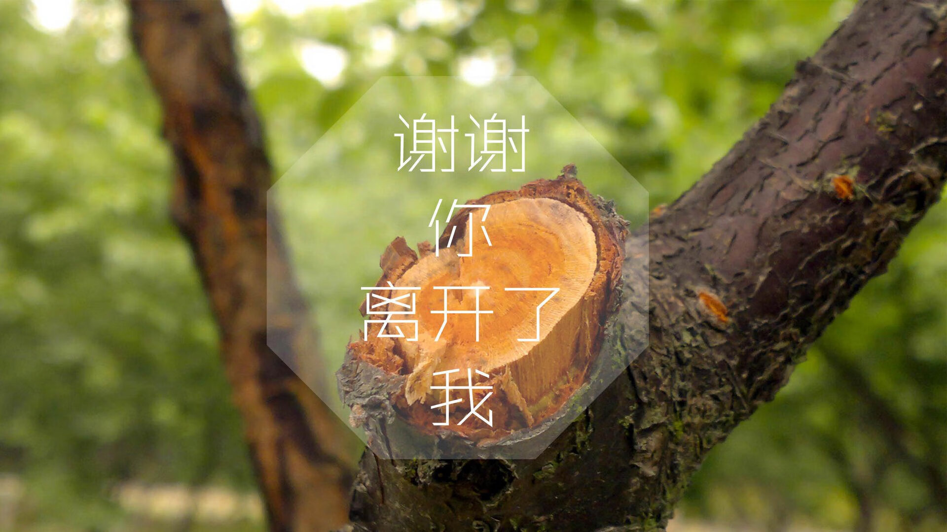 中国女足获得胜利 喜迎佳音 创造历史，中国女足的成绩