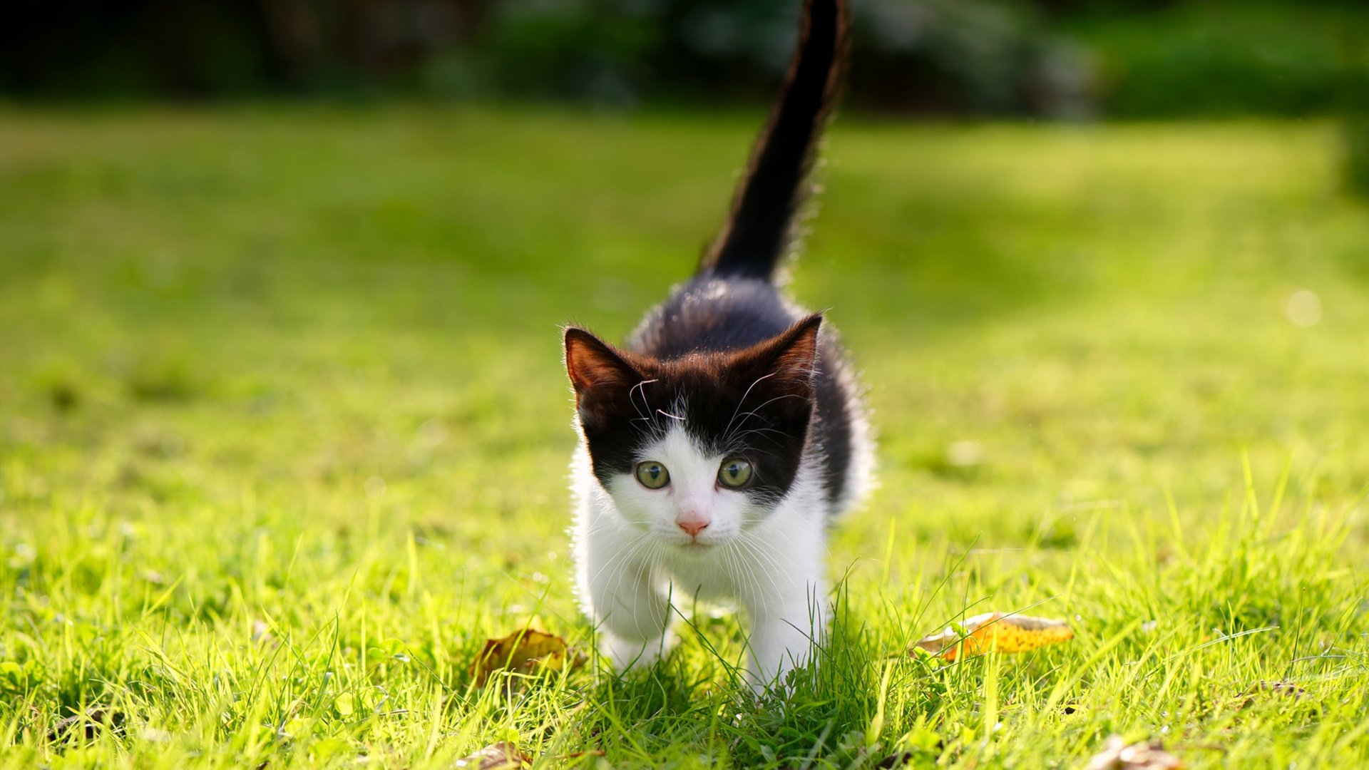 五大联赛是否正在向超级联赛模式靠拢,五大联赛 知乎