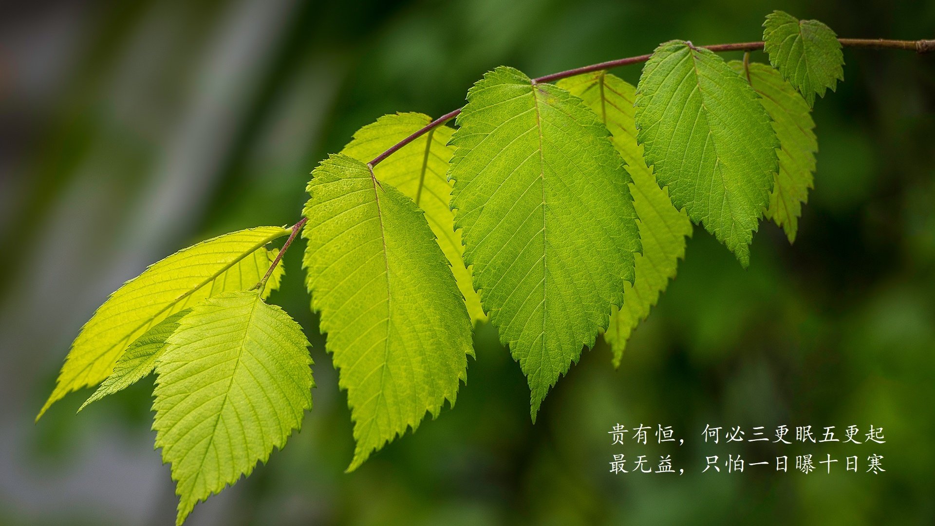 Jiu You-亚洲篮球联赛外援活跃表现，亚洲篮球联赛外援活跃表现怎么样
