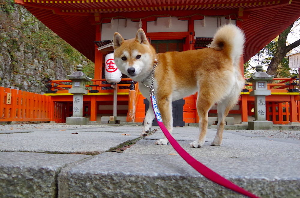 抢眼突围：湖北战队迎来逆袭胜利