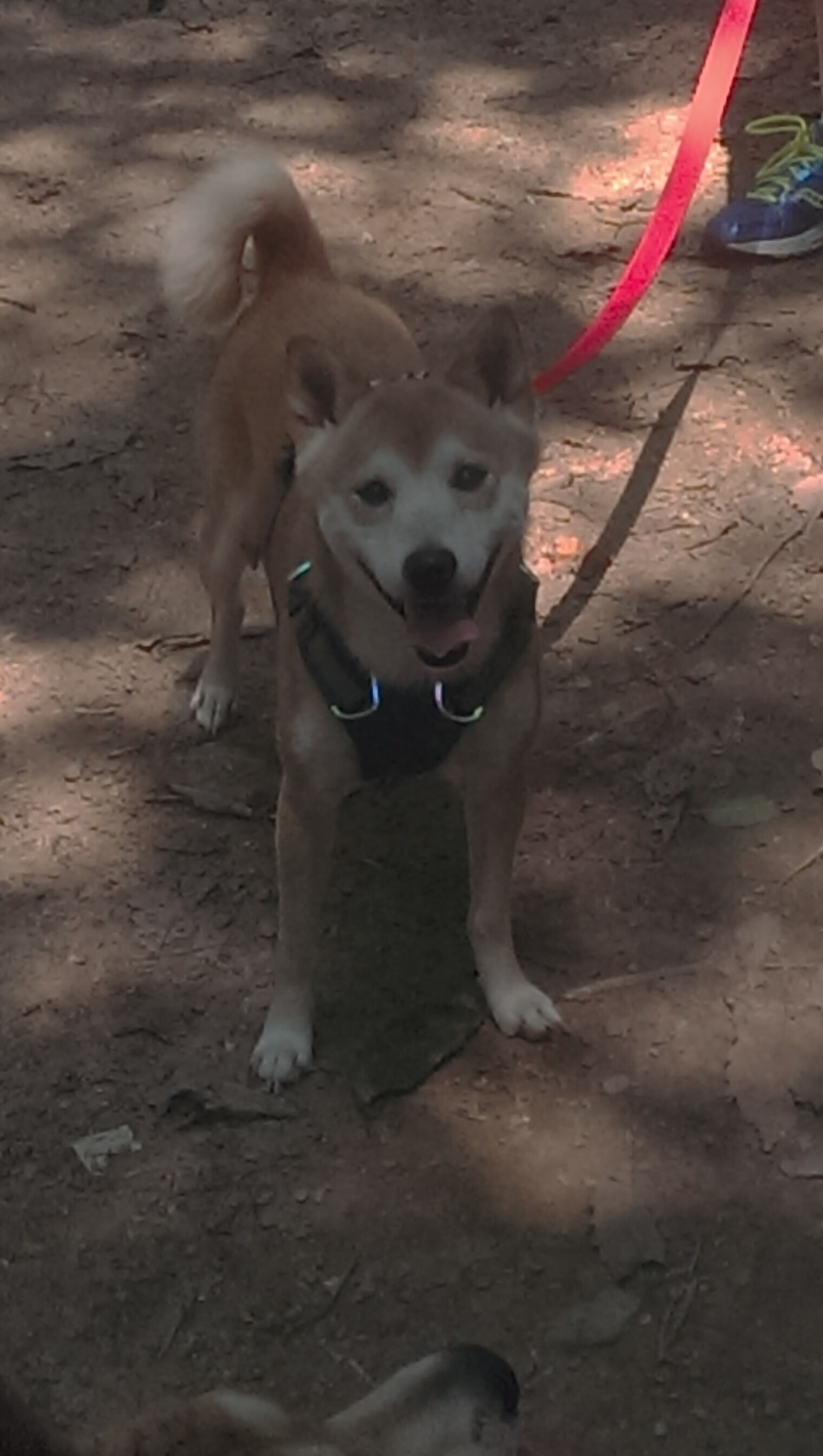 沃尔夫斯堡双边推进压制对手两翼,沃尔夫斯堡队