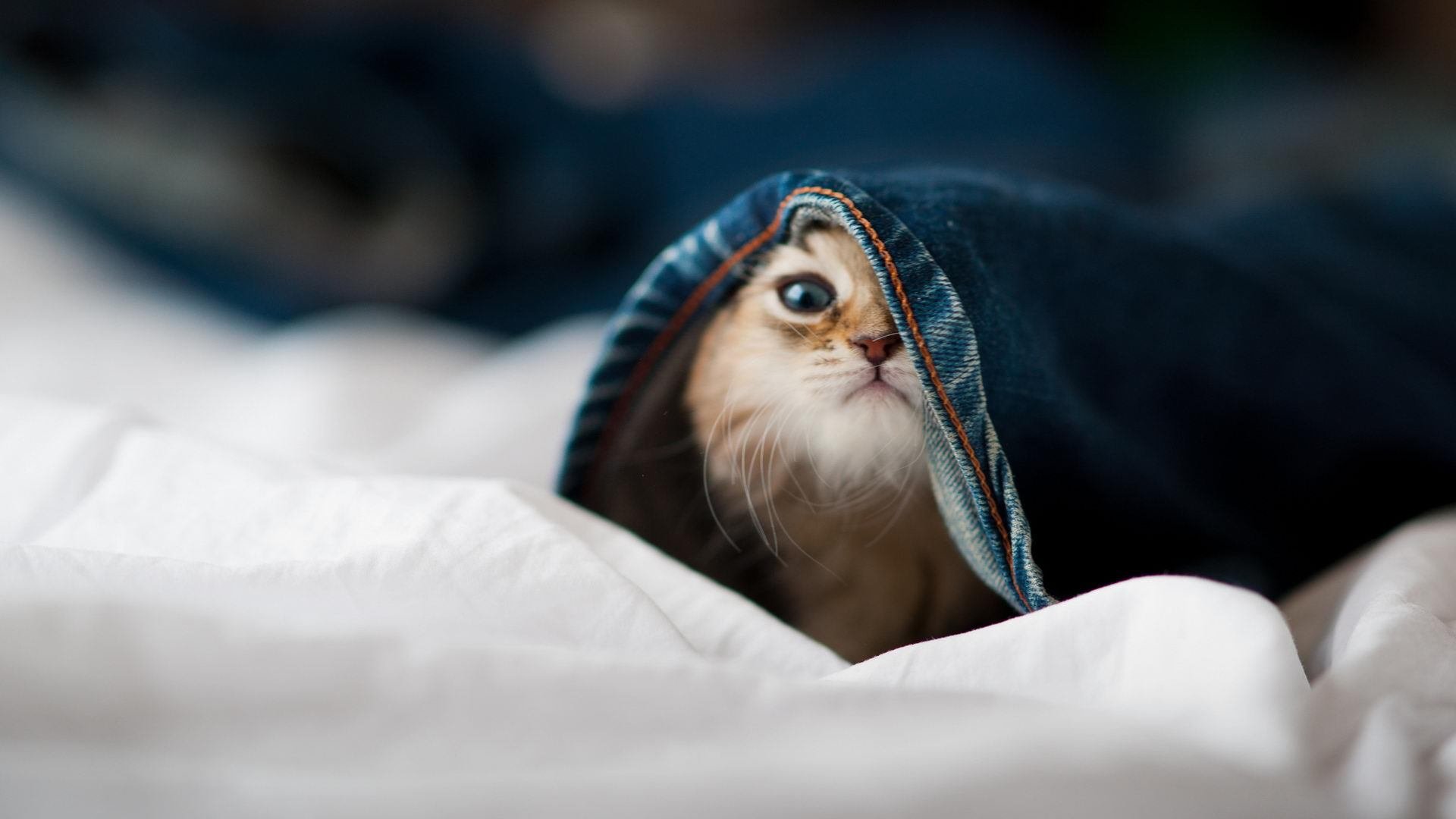 -东契奇表示保持侵略性是赢球关键，东契奇太牛了