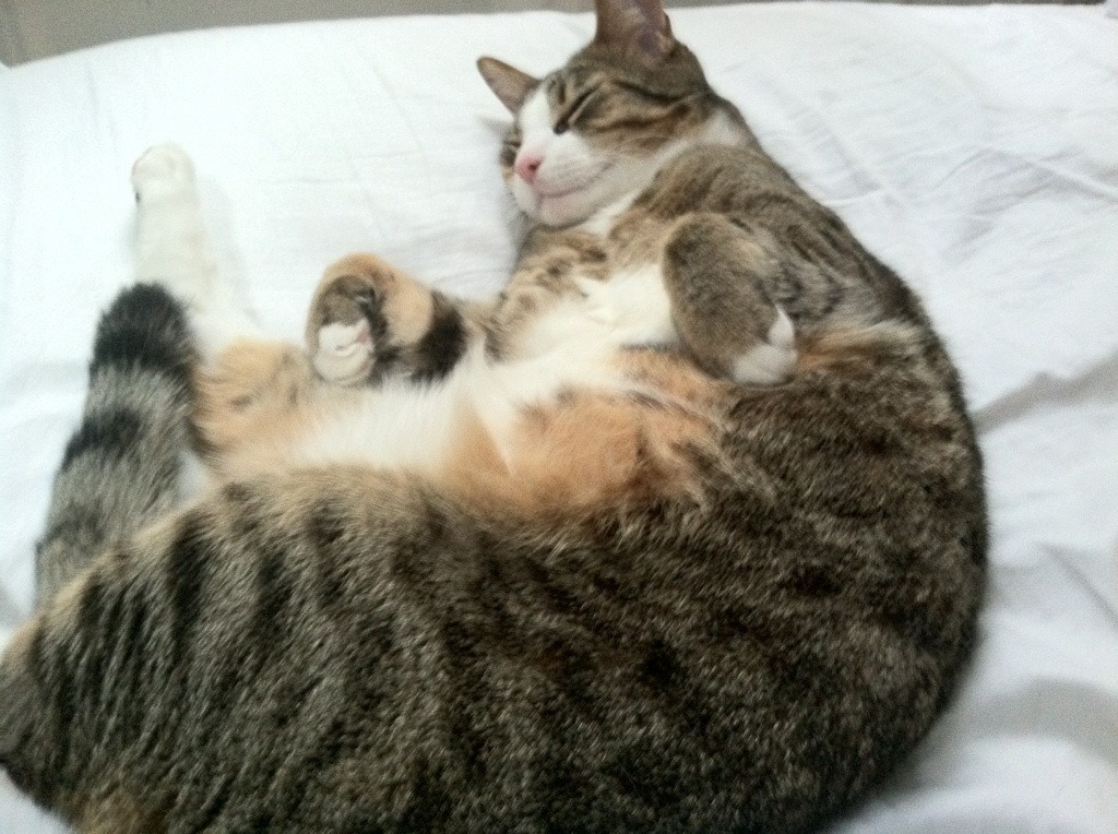 乔纳·隆戈的硬实力与无畏精神,塑造了全黑队的传奇,乔纳豪尔金个人资料