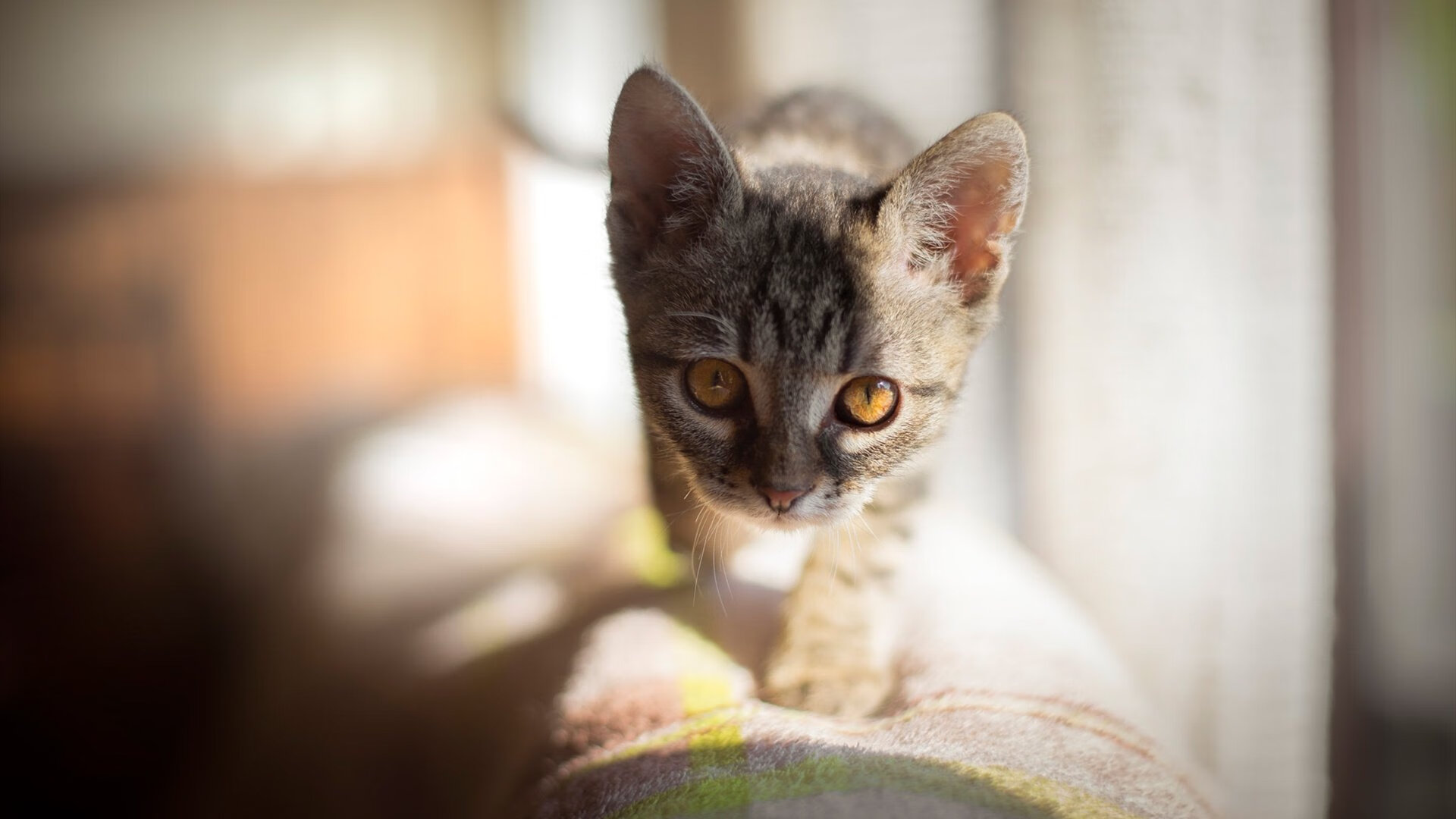 勇士视频分析团队新成员亮相，勇士队剪辑